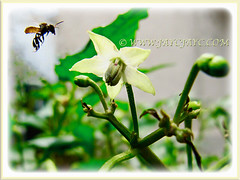 Honey bee hovering at the flower of Capsicum frutescens cv. Bird's Eye (Chilli Padi, Bird Chilli, Bird's Eye, Tabasco Pepper, Red/Bird Pepper, Thai Chili), 11 May 2011