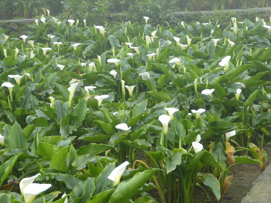 Calla lilies at Yangmingshan National Park
