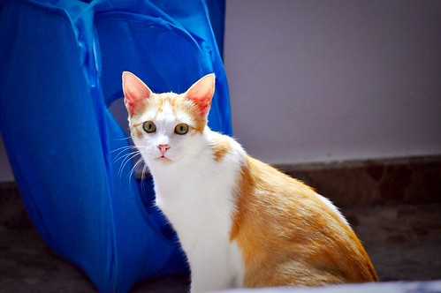 Víctor, gatito blanco y naranja muy dulce esterilizado, nacido en Agosto´16, en adopción. Valencia. ADOPTADO. 34252332692_18861e4ceb
