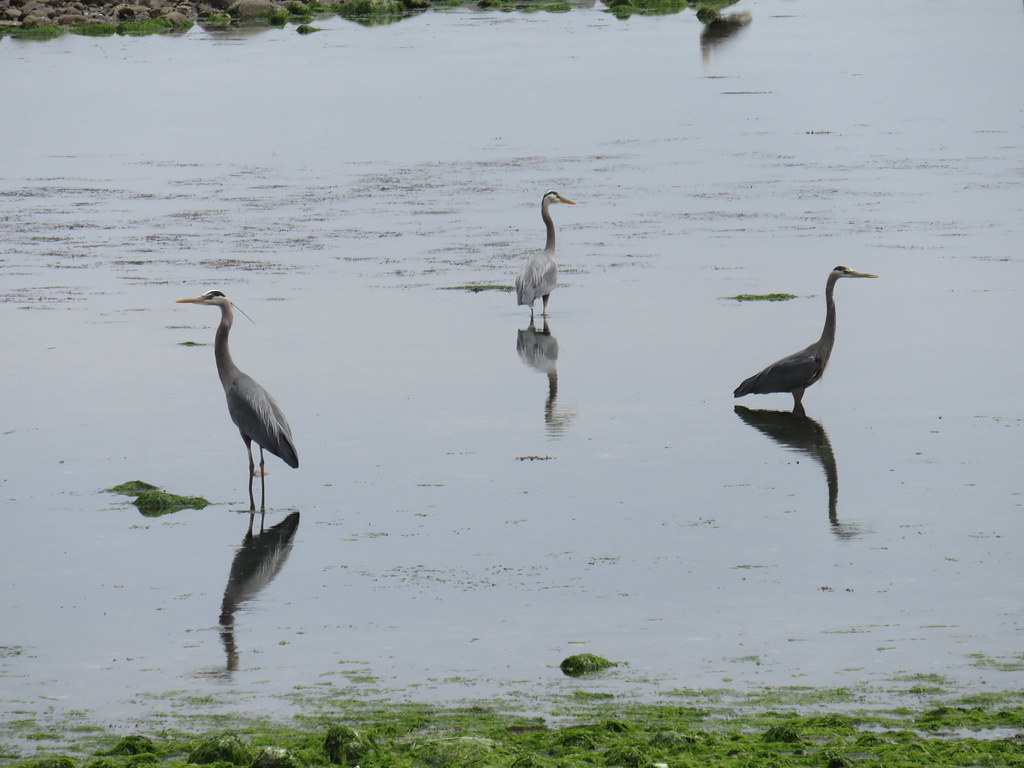 The dance of the Herons