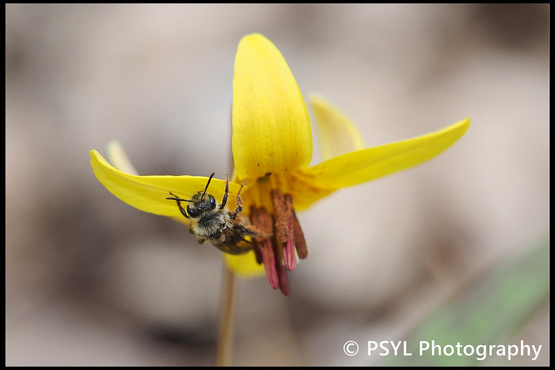 Andrena bee on Trout Lily (Erythronium americanum)