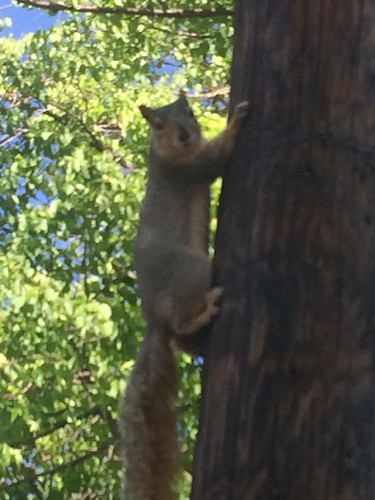 Squirrel on the pole