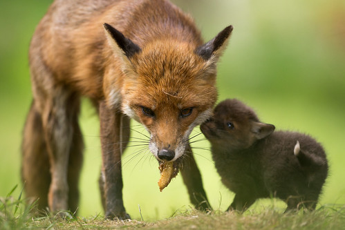 Red fox vixen and cub