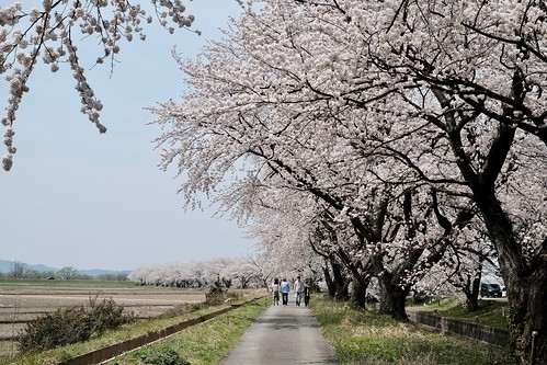 桜の花、舞い上がる道を 2017 3