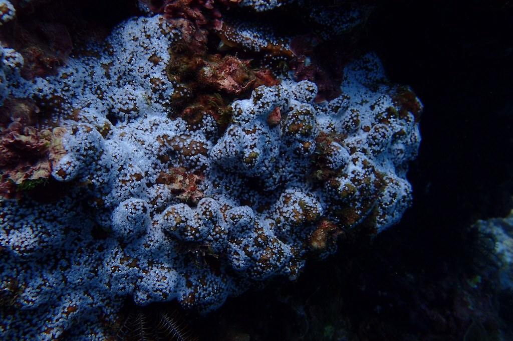 藍珊瑚觸手綻放，遠看好似海底出現雪花。陳泰佑攝。
