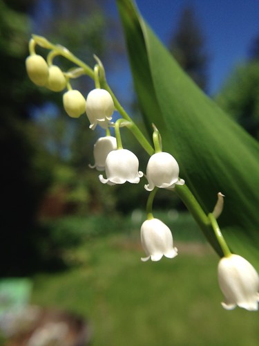 Lily of the Valley, first blooms two years after planting!