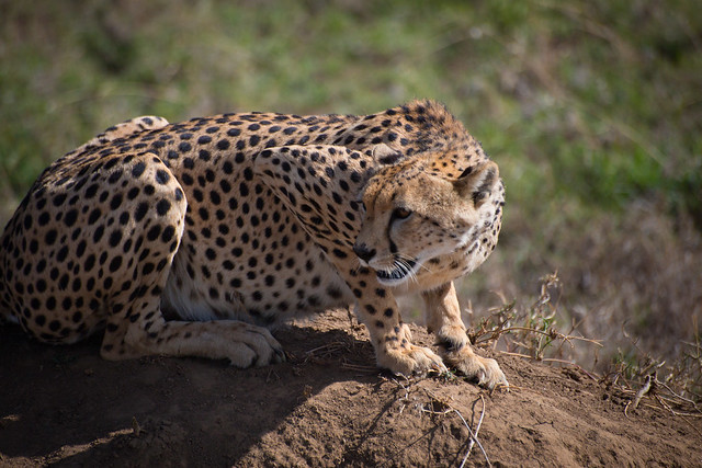The Cheetah of the Serengeti Plains