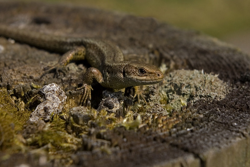 Common Lizard 13