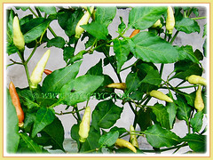 Tapered fruits of Capsicum frutescens cv. Bird's Eye (Chilli Padi, Bird Chilli, Bird's Eye, Tabasco Pepper, Red/Bird Pepper, Thai Chili) about to ripen, 8 June 2011