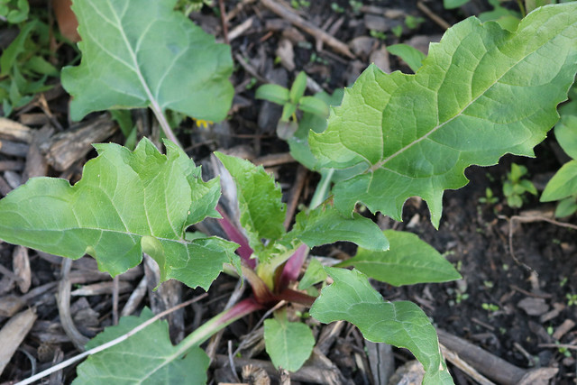 plant with red, rhubarb-like stems and large but relatively narrow, toothed leaves