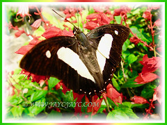 A beautiful butterfly on Salvia splendens (Scarlet Sage, Red Salvia, Tropical Sage), 5 Aug 2011