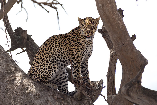 The Leopard - Serengeti