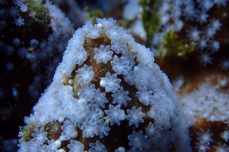 藍珊瑚的珊瑚蟲觸手綻放，還可觀察到白色受精卵。陳泰佑攝。