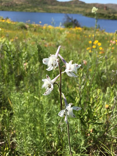Prairie Larkspur (Delphinium carolinianum ssp. virescens)