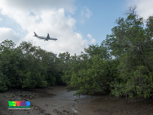Airplane over Changi Creek mangroves