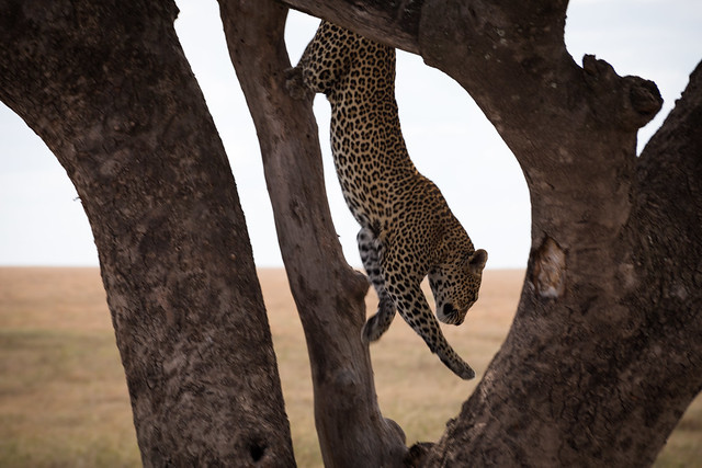 The Dismount - Leopard - Serengeti