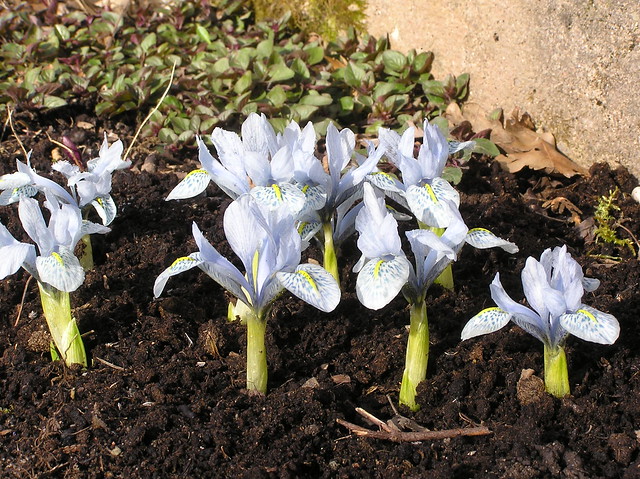 Iris histrioides 'Sheila Ann Germaney'