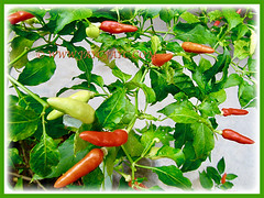 Potted Capsicum frutescens cv. Bird's Eye (Chilli Padi, Bird Chilli, Bird's Eye, Tabasco Pepper, Red/Bird Pepper, Thai Chili), 15 Sept 2011