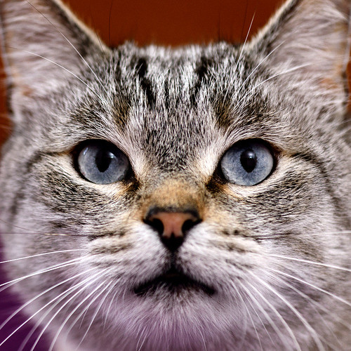 Byron, un bellezón de gato siamés tabby súper bueno esterilizado, nacido en Agosto´13, en adopción. Valencia. ADOPTADO. 34555522225_3ddc5a6237
