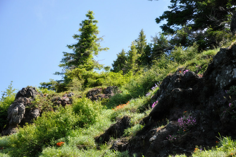Iron Mountain Hike More Wildflowers @ Mt. Hope Chronicles