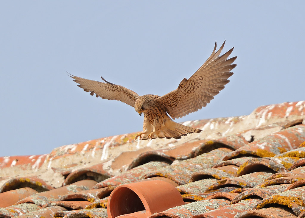Lesser Kestrel  Falco naumanni