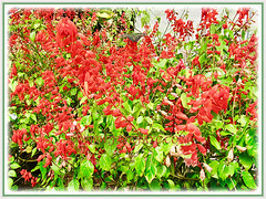 A prolific flowering Salvia splendens (Scarlet Sage, Red Salvia, Tropical Sage), 5 Aug 2011