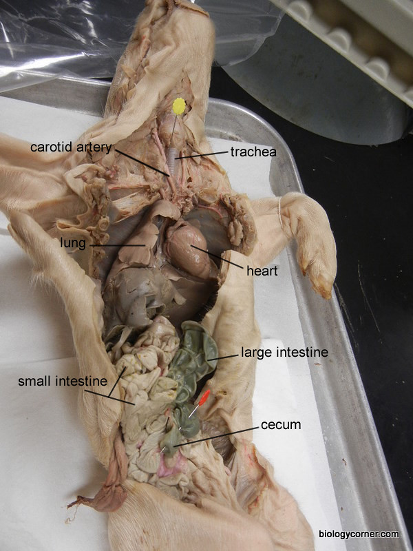 Fetal Pig Carotid (labeled) | biologycorner | Flickr