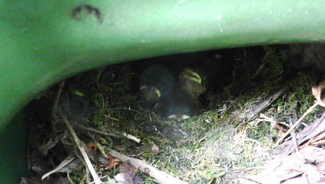 Robin Nest in a watering can