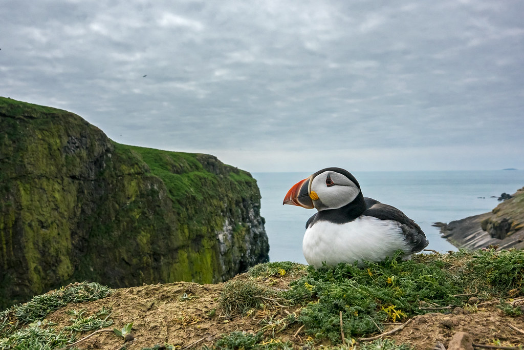 Incredibly rare shots of an Atlantic puffin were taken by photographer Sam Hobson on the Sony RX10 III, which features an extended 600mm super-telephoto zoom lens and silent shutter capability, to ensure the endangered animal was not disturbed