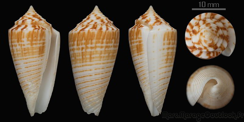 Conus (Phasmoconus) mucronatus  Reeve, 1843 34470444291_39d03d9390_c