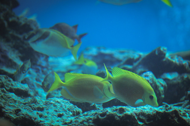 美麗海水族館 | 沖繩