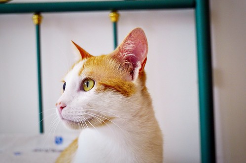 Víctor, gatito blanco y naranja muy dulce esterilizado, nacido en Agosto´16, en adopción. Valencia. ADOPTADO. 34252396332_1a98c9f904