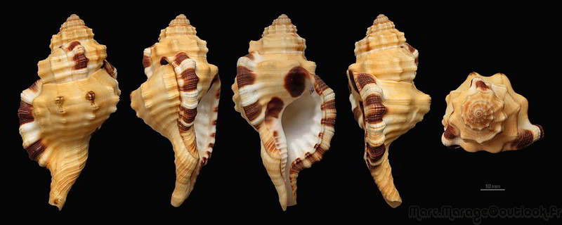 Cymatiidae Lotoria grandimaculata (Reeve, 1844) 34328190712_95b7f91bf6_c