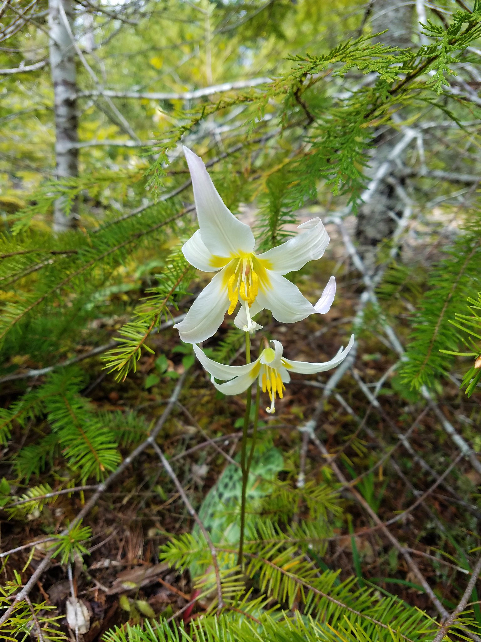 Fawn lilies