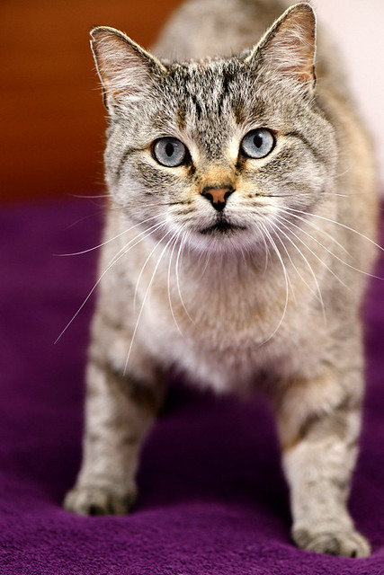 Byron, un bellezón de gato siamés tabby súper bueno esterilizado, nacido en Agosto´13, en adopción. Valencia. ADOPTADO. 34555530615_9eb9e14e0c_z