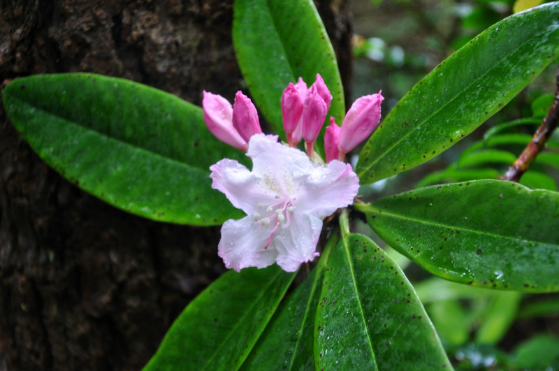 Rhododendron @ Mt. Hope Chronicles