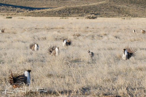 Greater Sage-Grouse (Centrocercus urophasianus)