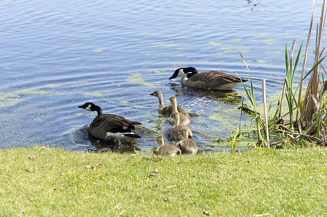 The Geese and the Goslings