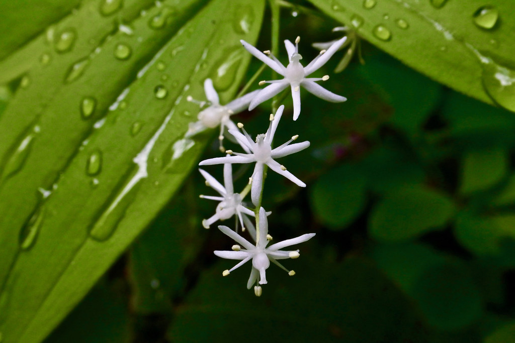 Starry False Lily-of-the-valley