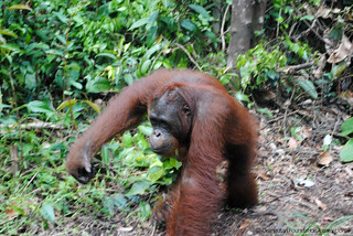 Orangutan of the Month Voyce Orangutan Foundation International Borneo Indonesia Orangutan Rainforest Conservation