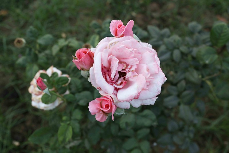 City Hangout - Rose Garden of England, Lodhi Gardens