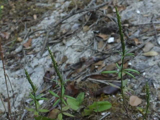 Crucianella latifolia 1