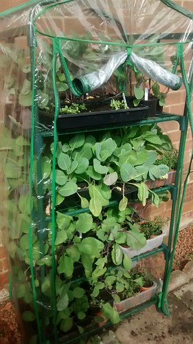 mini greenhouse June 17