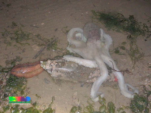 Big-head seagrass octopus