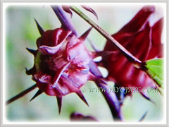 Edible stout and fleshy calyces of Hibiscus sabdariffa (Roselle, Rosella, Red/Indian/Jamaican Sorrel, Florida Cranberry), 20 May 2017