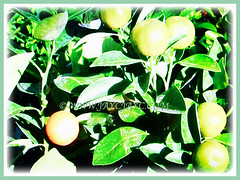 Citrus mitis with green and golden fruits (Calamansi, Golden Lime, Panama Orange, Calamondin Orange, Chinese Orange, Musk/Acid Orange), 29 June 2017