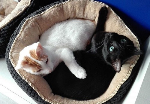 Gary, gatito blanco y naranja cruce Van Turco esterilizado muy activo nacido en Julio´16, en adopción. Valencia. ADOPTADO. 34843417851_daef632d08