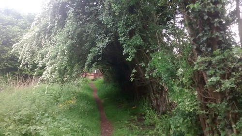 hawthorn hedge May 17 1