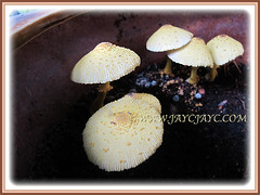 Leucocoprinus birnbaumii (Flowerpot Parasol, Plantpot Dapperling, Yellow Pleated Parasol, Yellow Houseplant Mushroom, Lemon-yellow Lepiota) usually occurs on moist potted soil, 11 Aug 2013