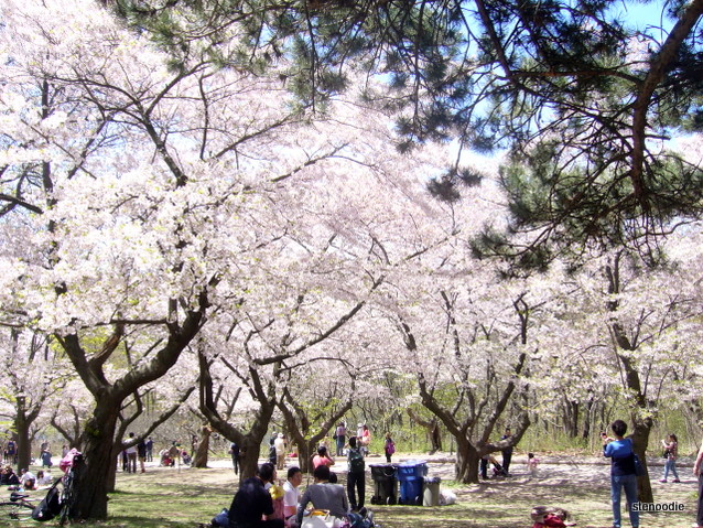  High Park 2013 cherry blossoms